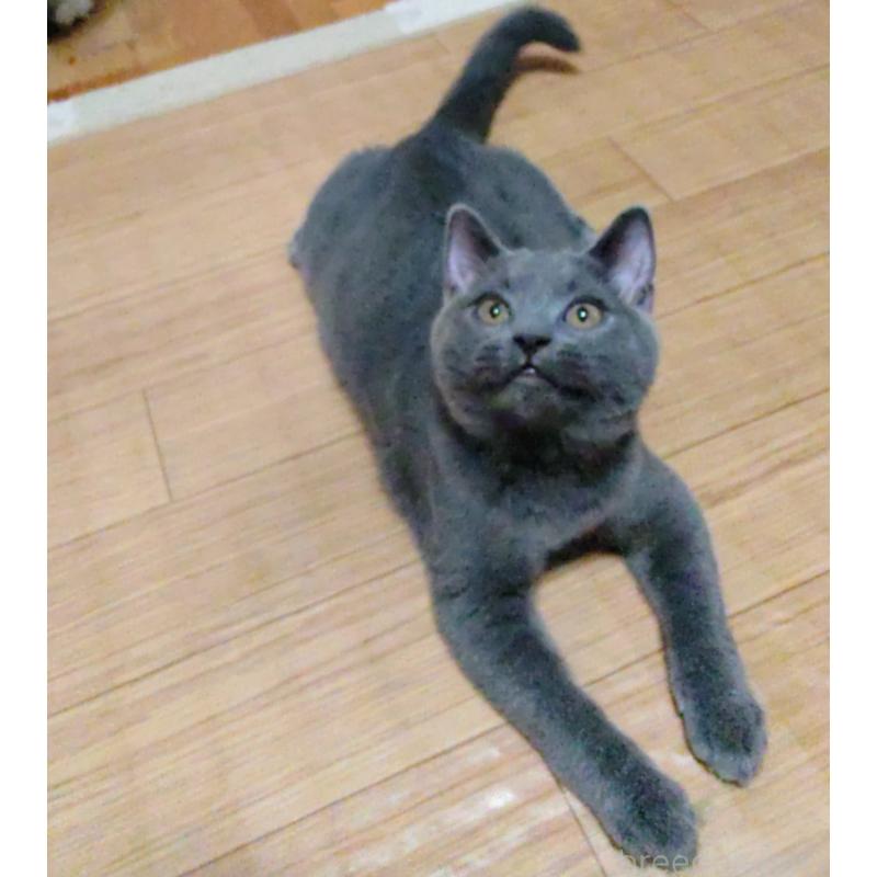 販売中の静岡県のシャルトリュー-123408の2枚目