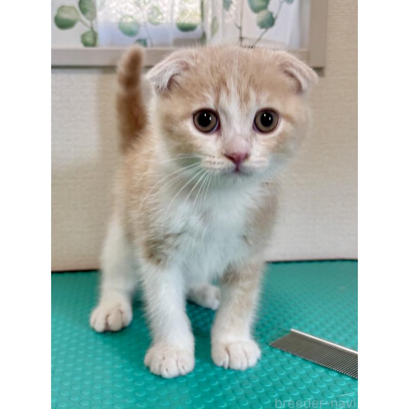 販売中の埼玉県のスコティッシュフォールド(折れ耳)-123499の6枚目