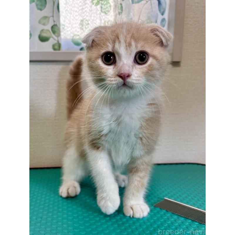 販売中の埼玉県のスコティッシュフォールド(折れ耳)-123499の5枚目