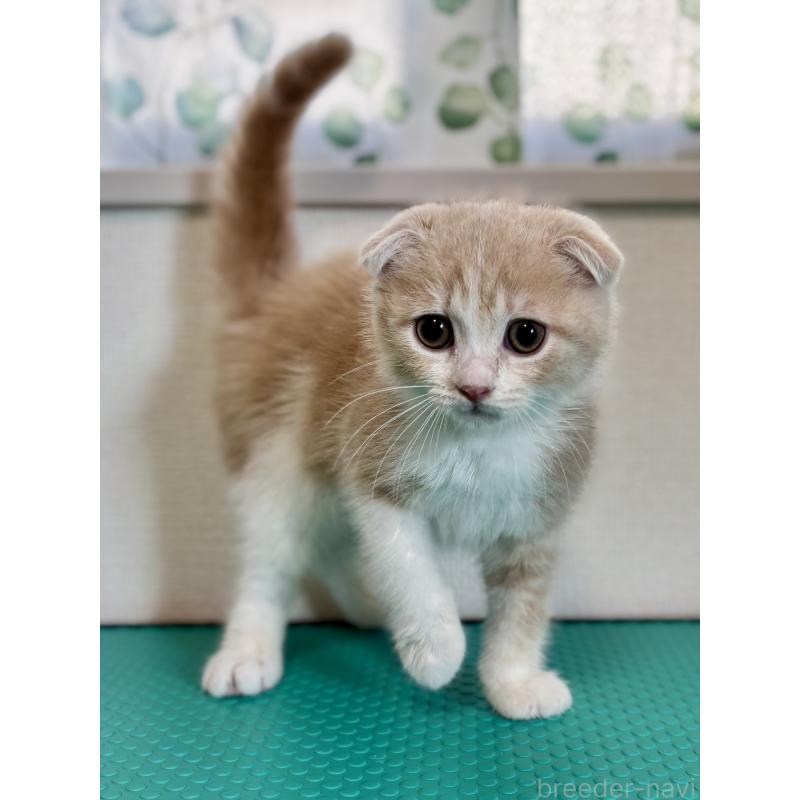 販売中の埼玉県のスコティッシュフォールド(折れ耳)-123499の4枚目