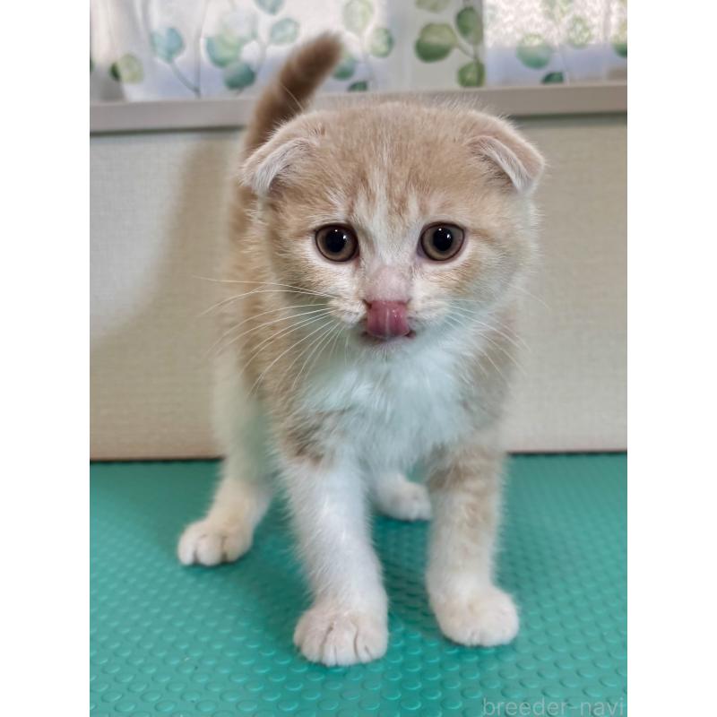 販売中の埼玉県のスコティッシュフォールド(折れ耳)-123499の2枚目