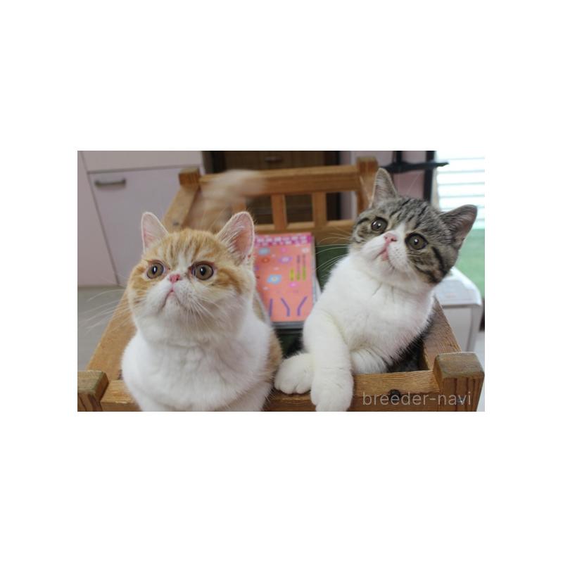 商談中の静岡県のエキゾチックショートヘア-124775の2枚目