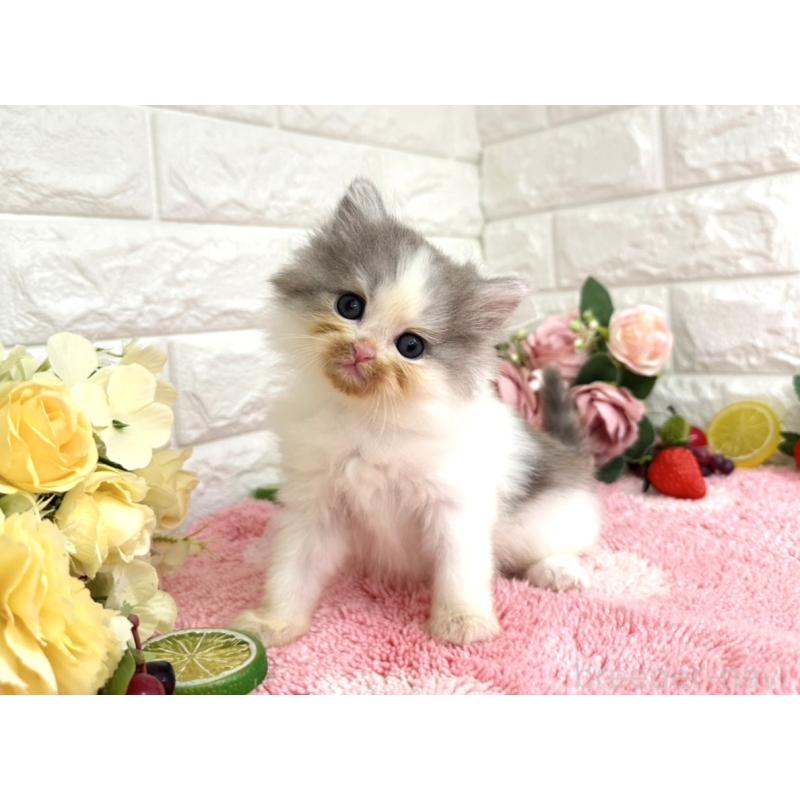 販売中の埼玉県のミヌエット-125392の4枚目