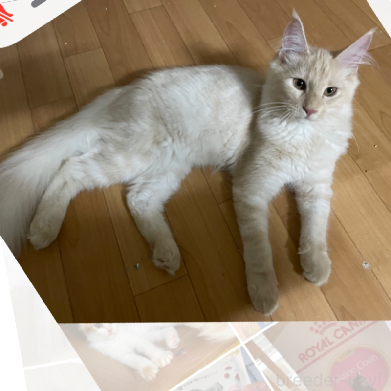 販売中ののメインクーン-114566