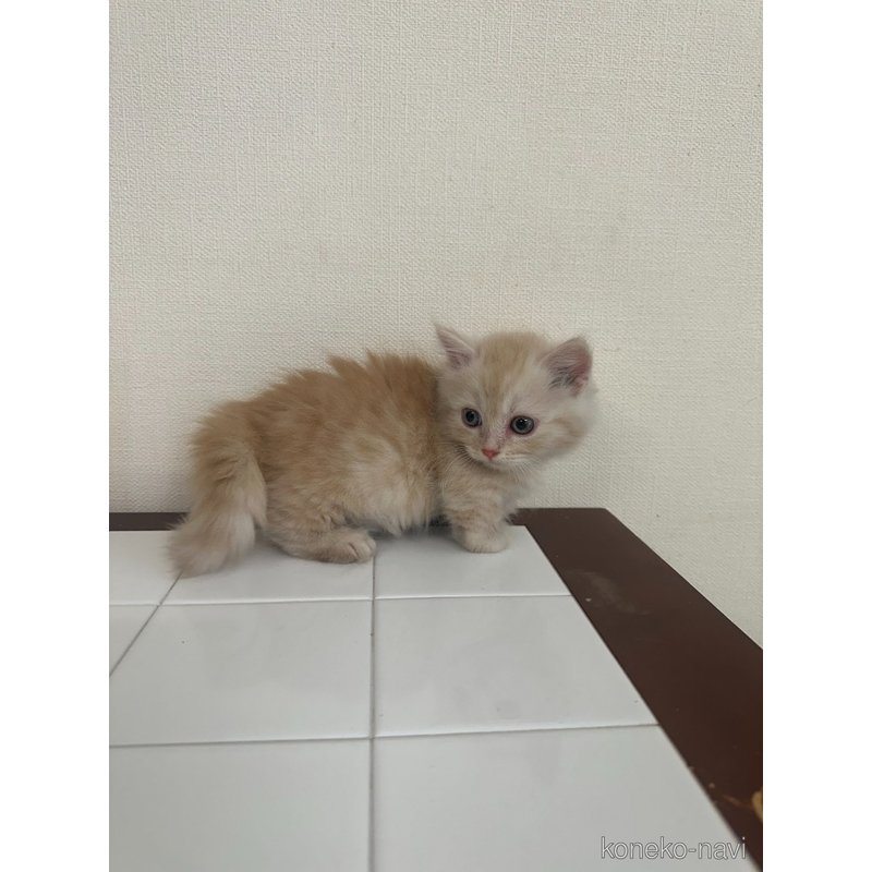 販売中の群馬県のマンチカン(短足)-125460の5枚目