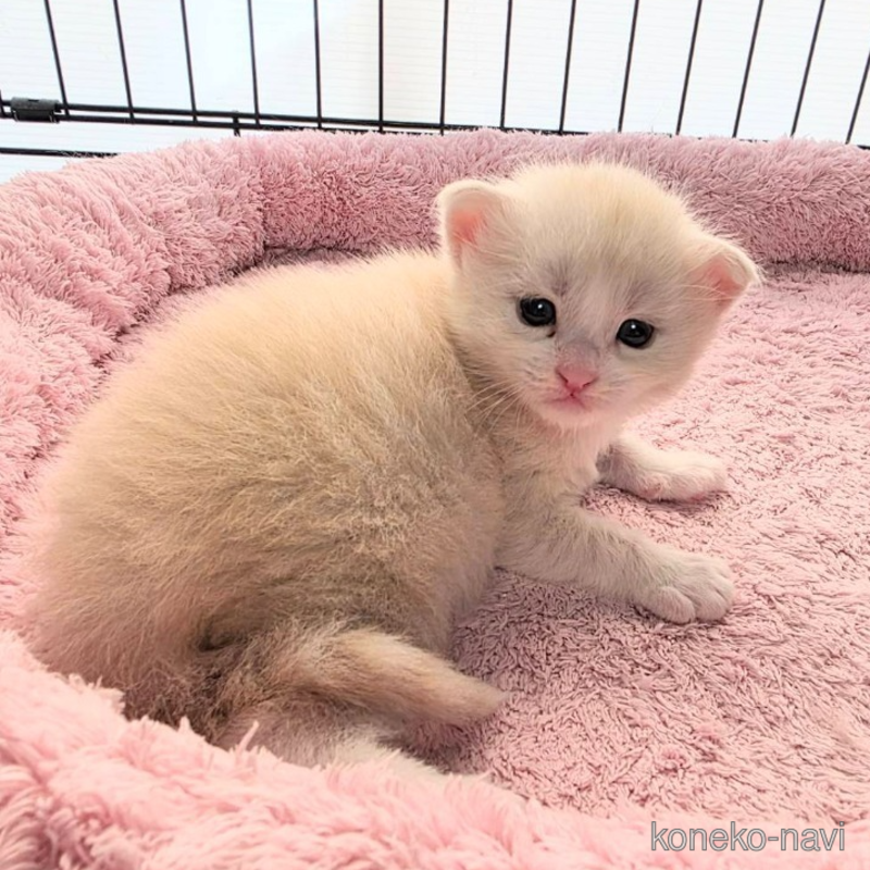 販売中の三重県のメインクーン-125469の1枚目