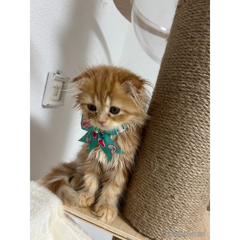 販売中の埼玉県のミヌエット-125475の2枚目