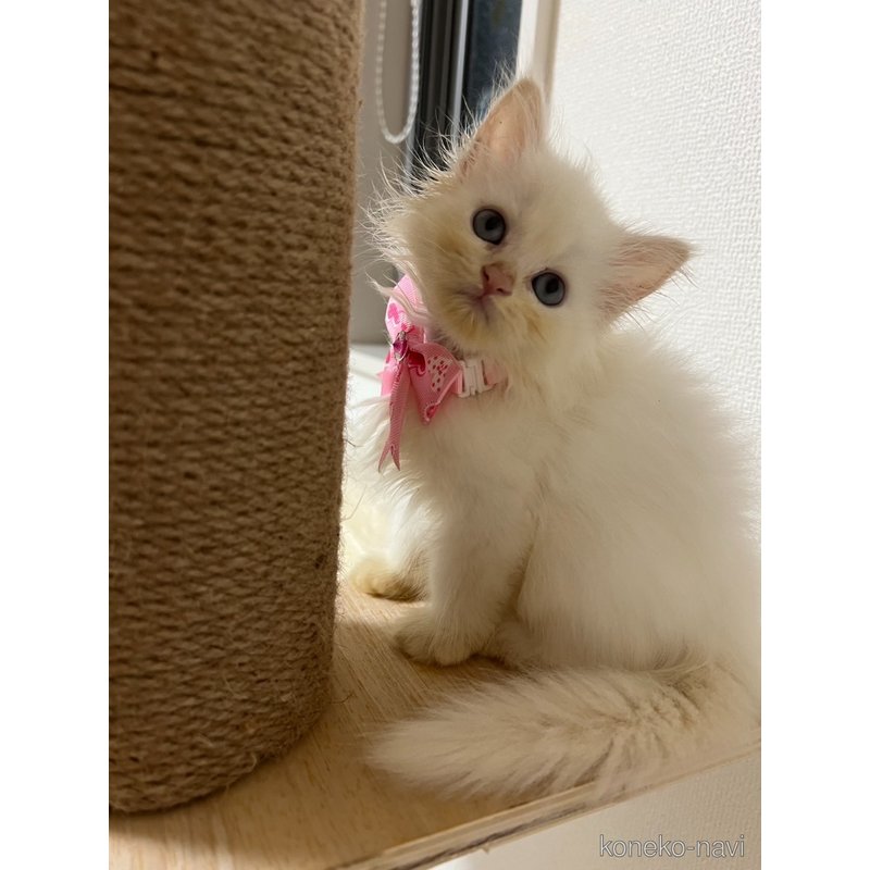 販売中の埼玉県のミヌエット-125476