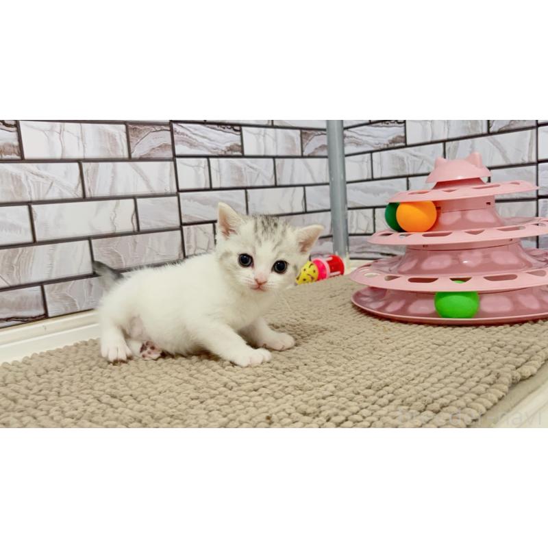 販売中の福岡県のマンチカン-125413の2枚目