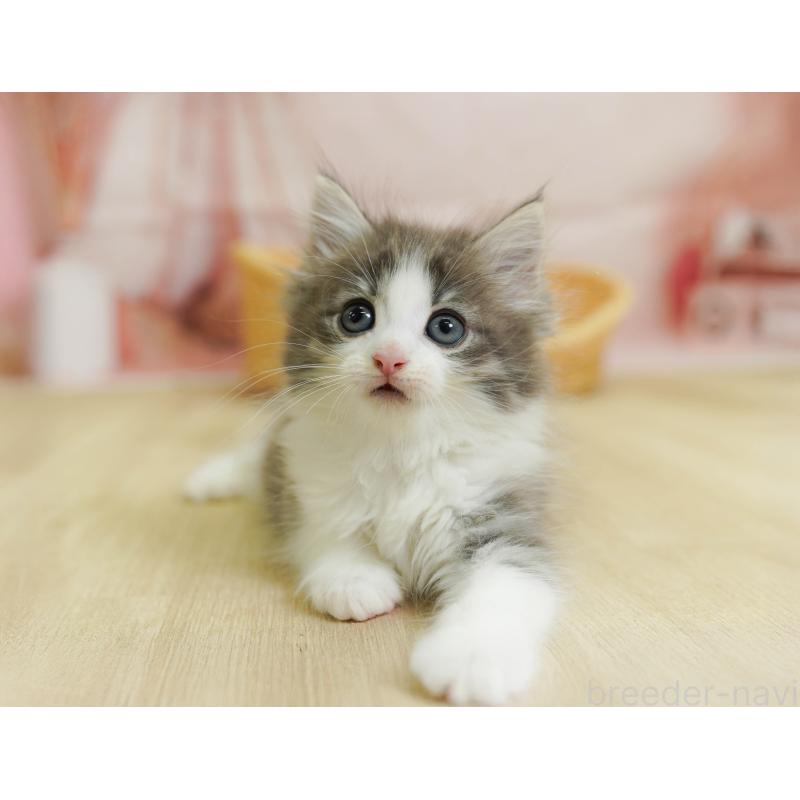 販売中の埼玉県のノルウェージャンフォレストキャット-125421の11枚目