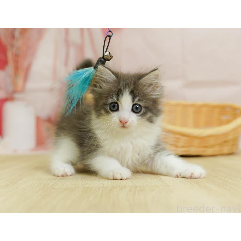 販売中の埼玉県のノルウェージャンフォレストキャット-125421の4枚目