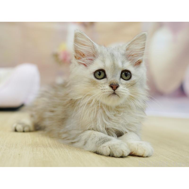 販売中の埼玉県のラガマフィン-125422の3枚目