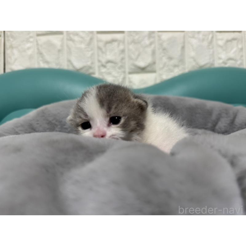 販売中の岐阜県のマンチカン(短足)-125424の2枚目
