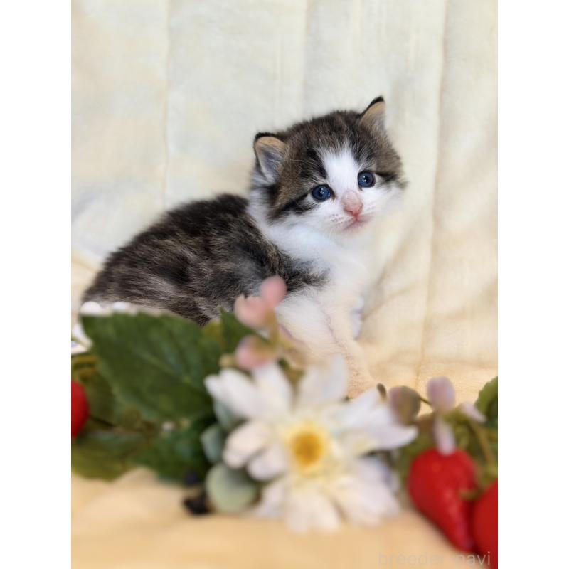 販売中の兵庫県のノルウェージャンフォレストキャット-125470の3枚目