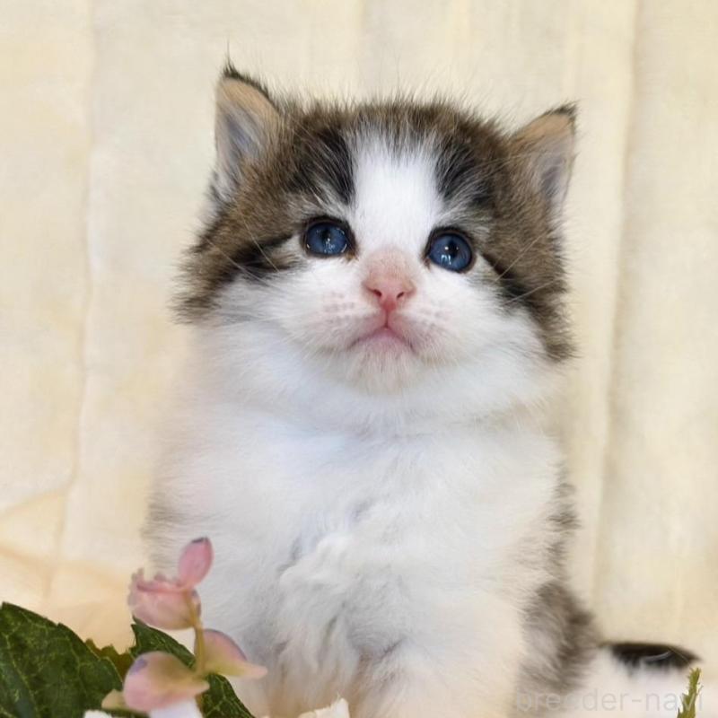 販売中の兵庫県のノルウェージャンフォレストキャット-125470の1枚目