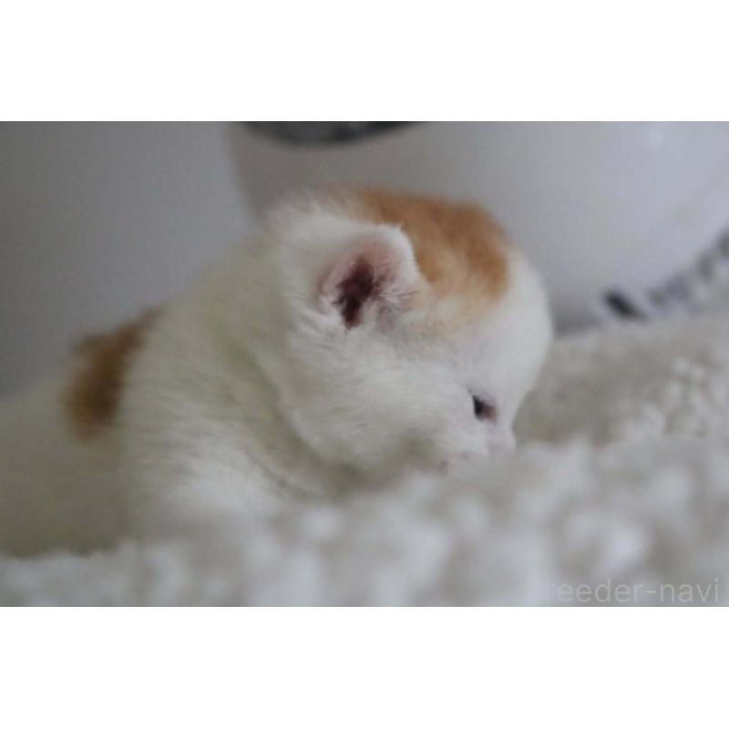 販売中の愛知県のスコティッシュストレート-125505の3枚目