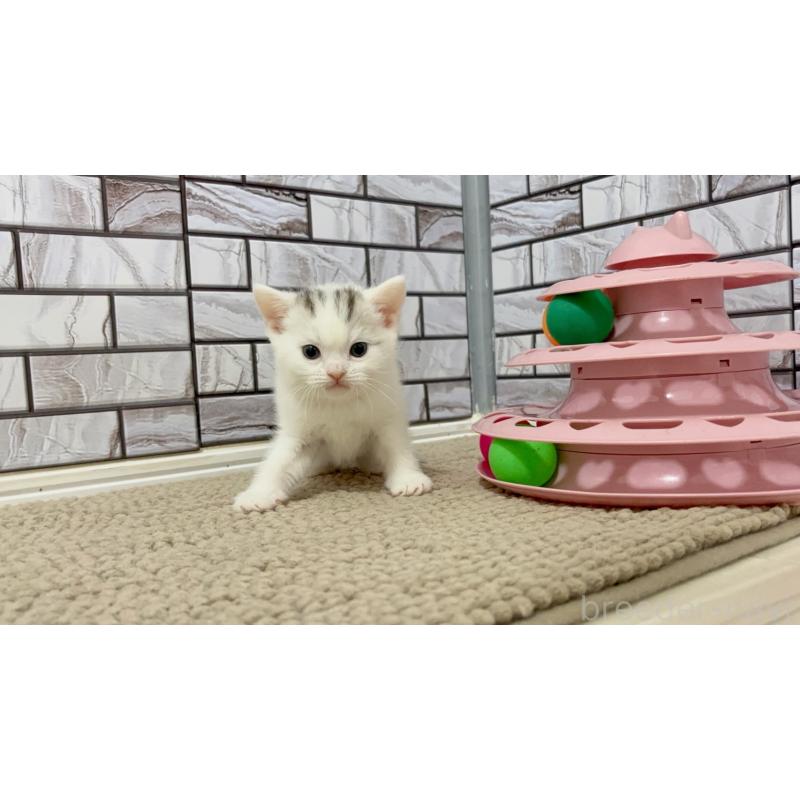 販売中の福岡県のマンチカン-125526の7枚目
