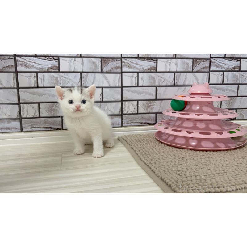 販売中の福岡県のマンチカン-125526の6枚目
