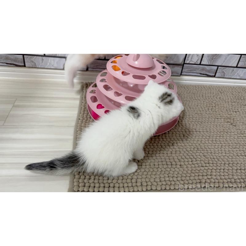販売中の福岡県のマンチカン-125526の4枚目