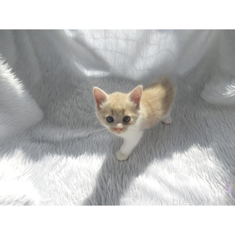 販売中の東京都のマンチカン-125537の6枚目