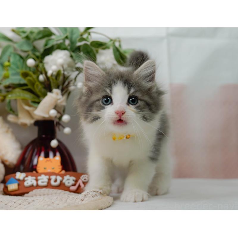 販売中の神奈川県のノルウェージャンフォレストキャット-125543の9枚目