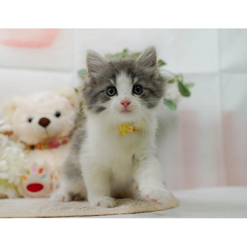 販売中の神奈川県のノルウェージャンフォレストキャット-125543
