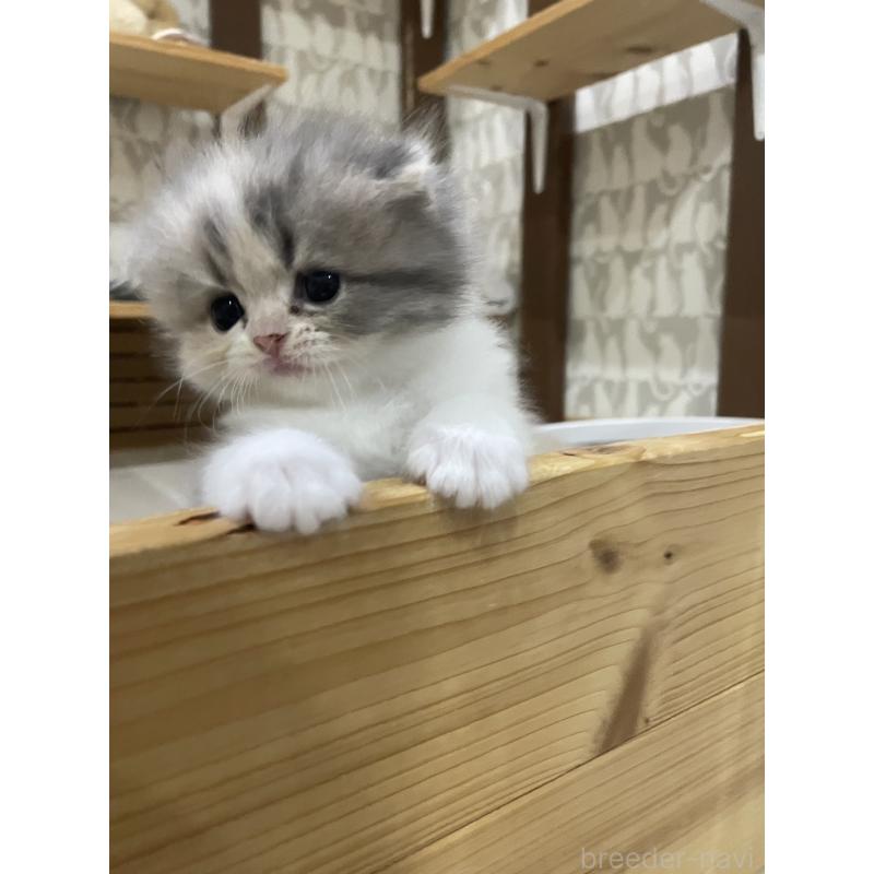 販売中の愛知県のスコティッシュフォールド(折れ耳)-125544の3枚目