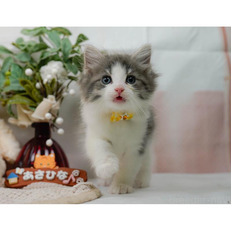 販売中の神奈川県のノルウェージャンフォレストキャット-125543の2枚目