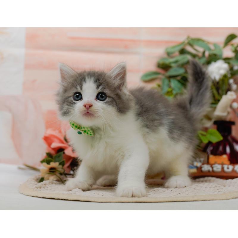 販売中の神奈川県のノルウェージャンフォレストキャット-125551の12枚目
