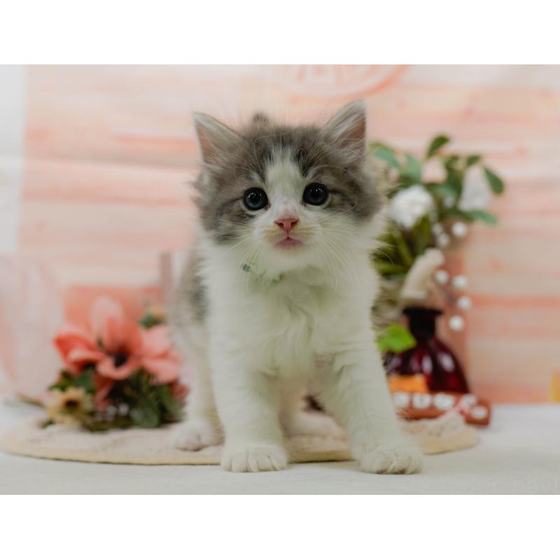 販売中の神奈川県のノルウェージャンフォレストキャット-125551の5枚目