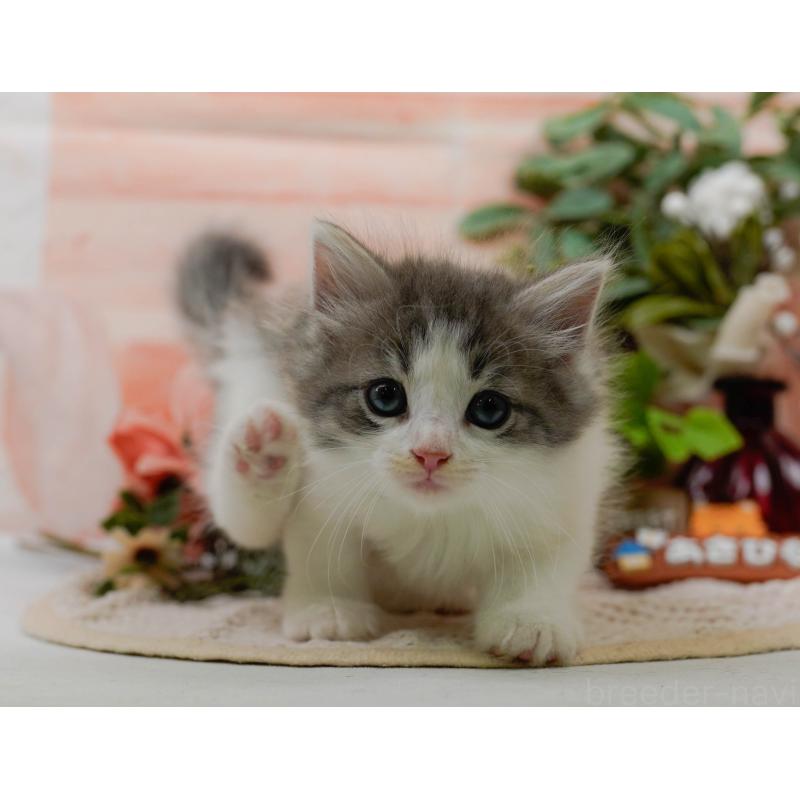 販売中の神奈川県のノルウェージャンフォレストキャット-125551の4枚目