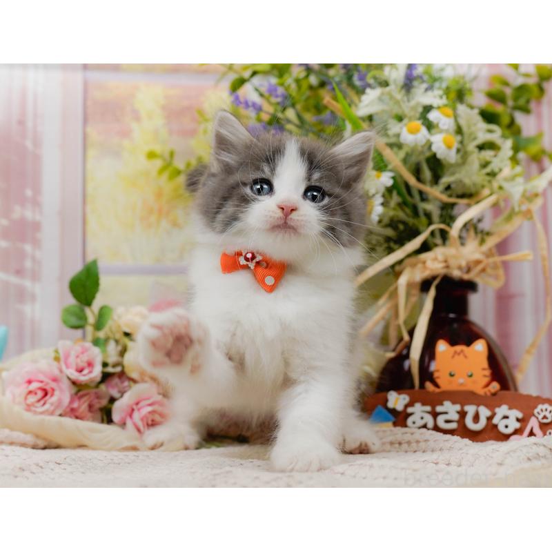 販売中の神奈川県のノルウェージャンフォレストキャット-125553の6枚目