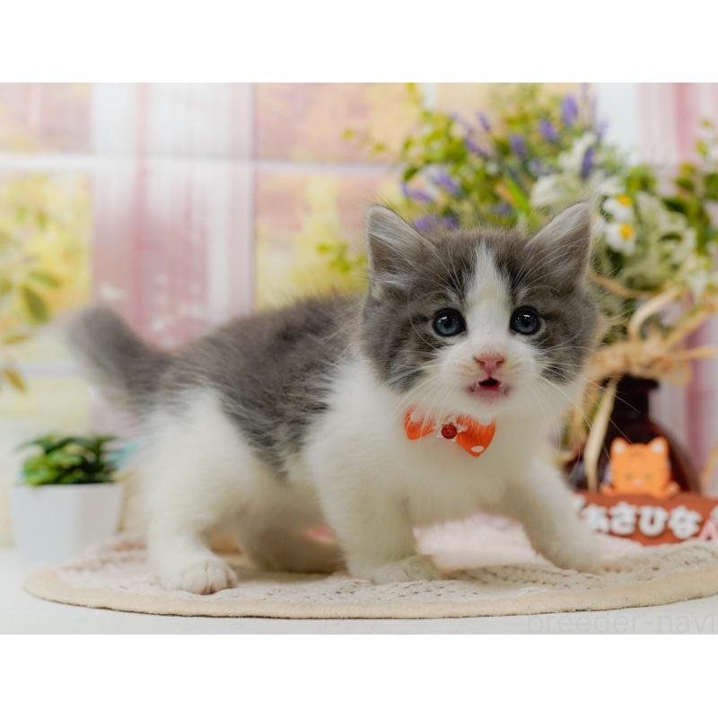 販売中の神奈川県のノルウェージャンフォレストキャット-125553の3枚目