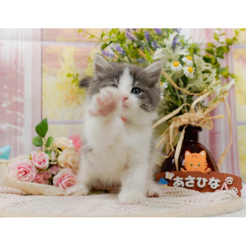 販売中の神奈川県のノルウェージャンフォレストキャット-125553の2枚目