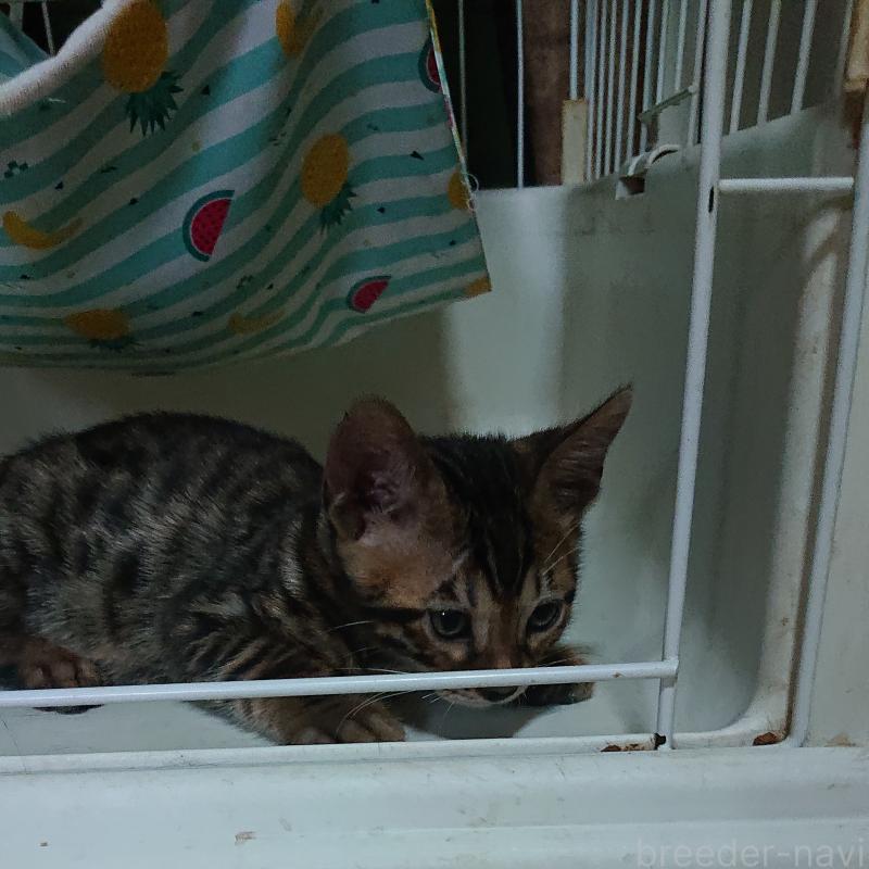 販売中の兵庫県のベンガル-125564の3枚目