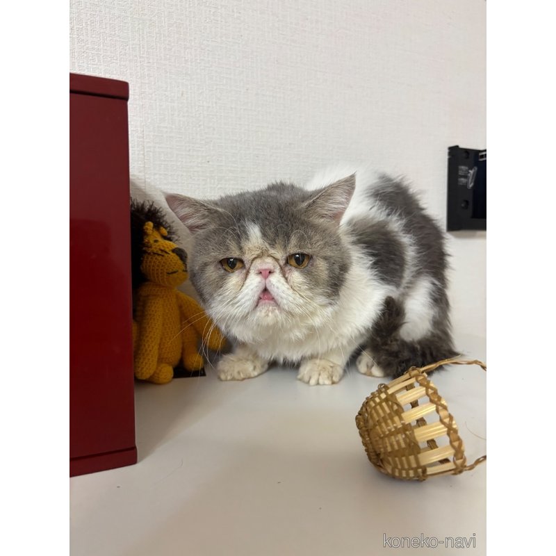 信長くん1枚目