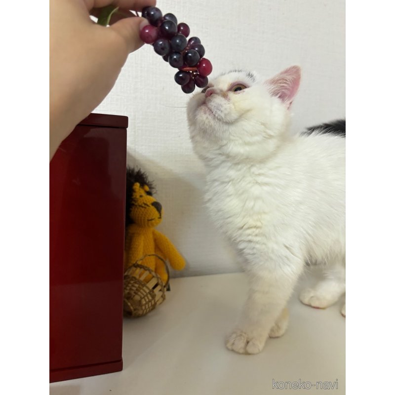 販売中の大阪府のミヌエット-116306の2枚目