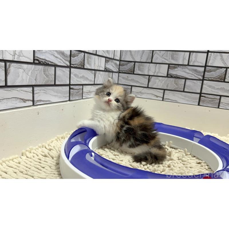 販売中の福岡県のマンチカン-125577の4枚目