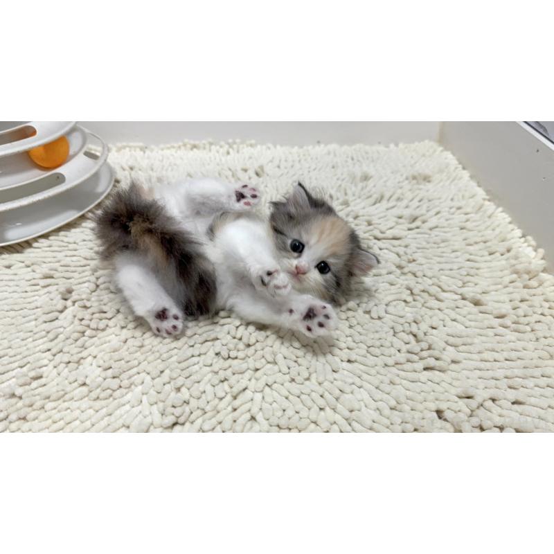 販売中の福岡県のマンチカン-125577の2枚目