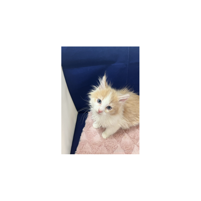 販売中の富山県のミックス-125579の2枚目
