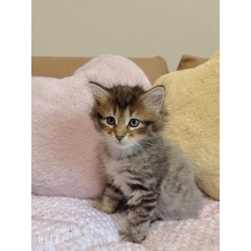 販売中の広島県のサイベリアン-125590の5枚目