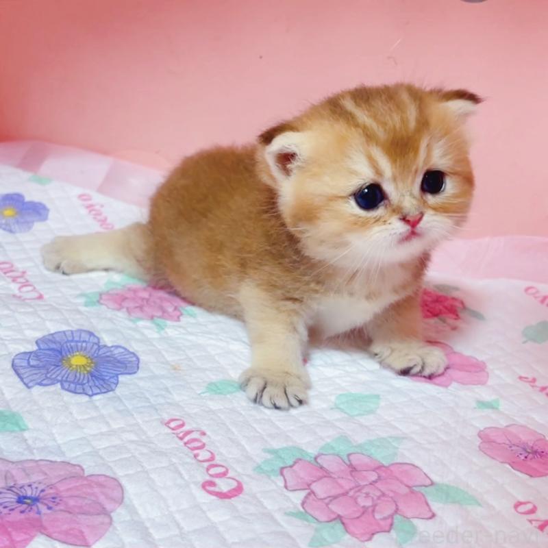 販売中の埼玉県のブリティッシュショートヘア-125599の5枚目