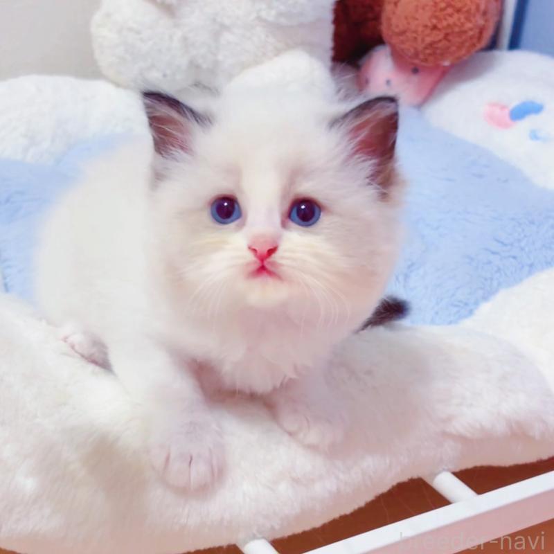 成約済の埼玉県のラグドール-121683の1枚目