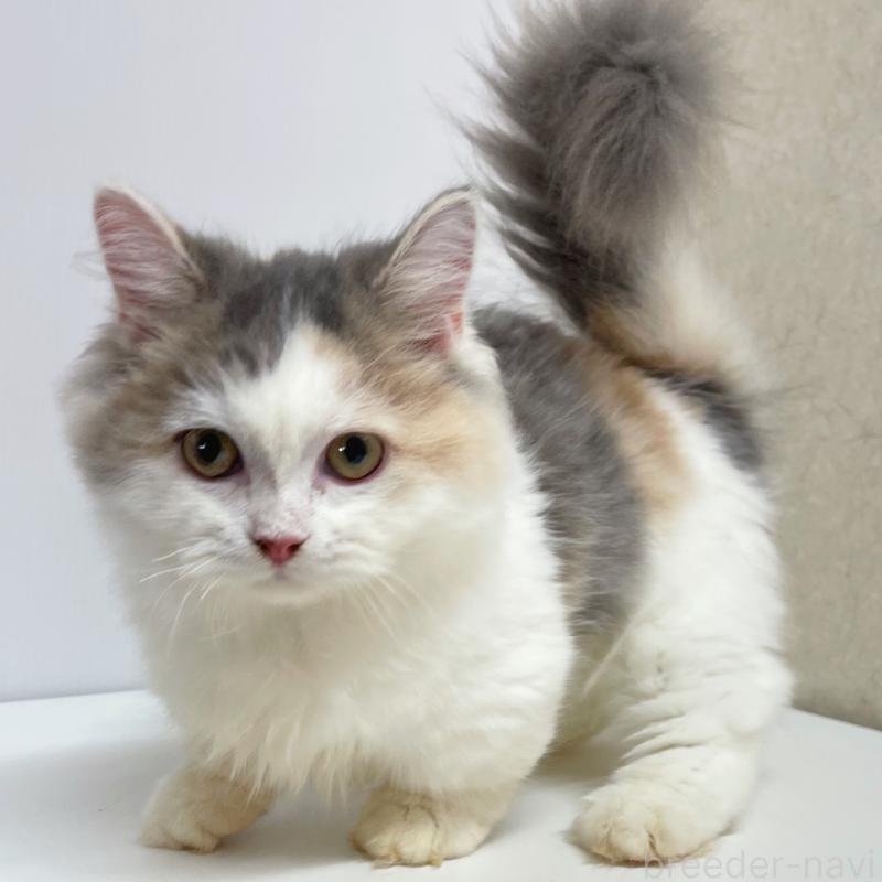 成約済の東京都のミヌエット(短足)-121924の6枚目