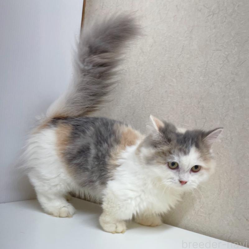 成約済の東京都のミヌエット(短足)-121924の5枚目