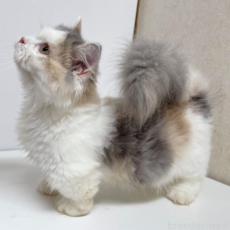 成約済の東京都のミヌエット(短足)-121924の4枚目