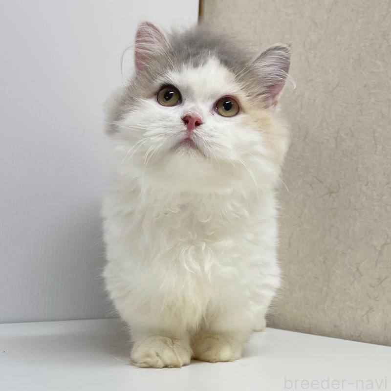 成約済の東京都のミヌエット(短足)-121924の3枚目