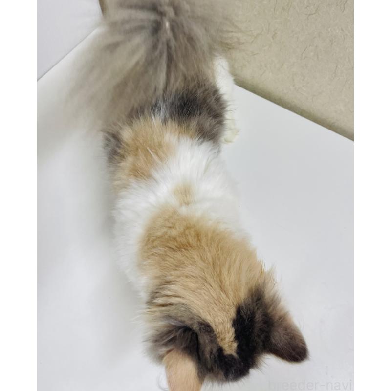 成約済の東京都のミヌエット(短足)-121924の2枚目