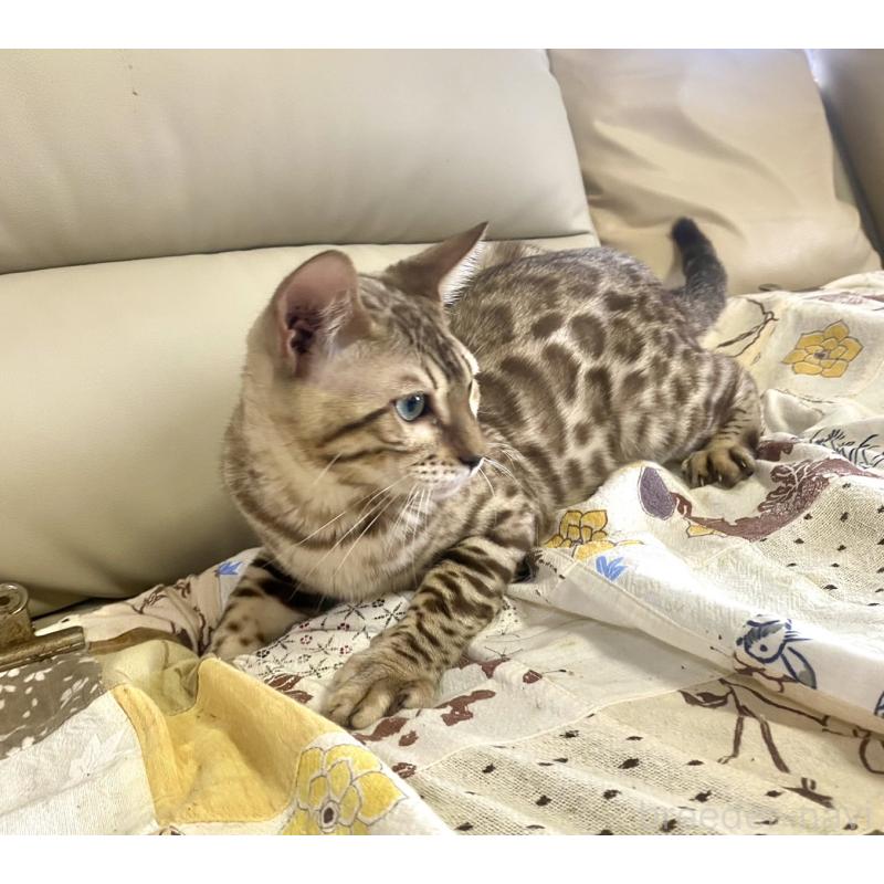 販売中の静岡県のベンガル-112804の28枚目