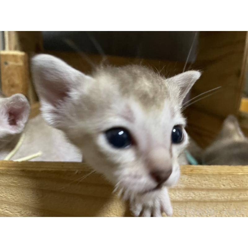 販売中の広島県のシンガプーラ-125607の7枚目